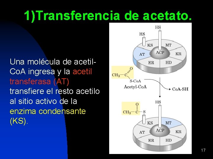1)Transferencia de acetato. Una molécula de acetil. Co. A ingresa y la acetil transferasa