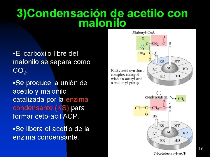 3)Condensación de acetilo con malonilo • El carboxilo libre del malonilo se separa como