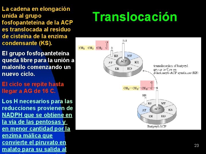 La cadena en elongación unida al grupo fosfopanteteína de la ACP es translocada al