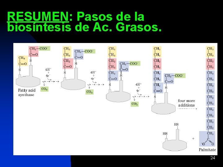 RESUMEN: Pasos de la biosíntesis de Ac. Grasos. 24 