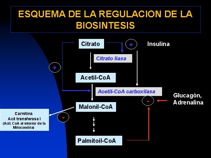 ESQUEMA DE LA REGULACION DE LA BIOSINTESIS Citrato + Insulina Citrato liasa + Acetil-Co.
