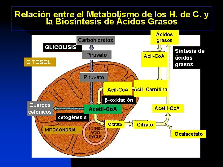 Relación entre el Metabolismo de los H. de C. y la Biosíntesis de Ácidos
