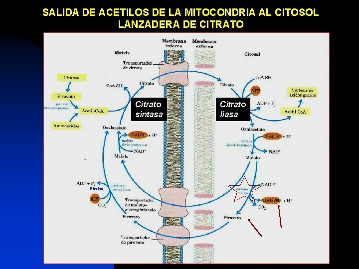 SALIDA DE ACETILOS DE LA MITOCONDRIA AL CITOSOL LANZADERA DE CITRATO Citrato sintasa Biotina