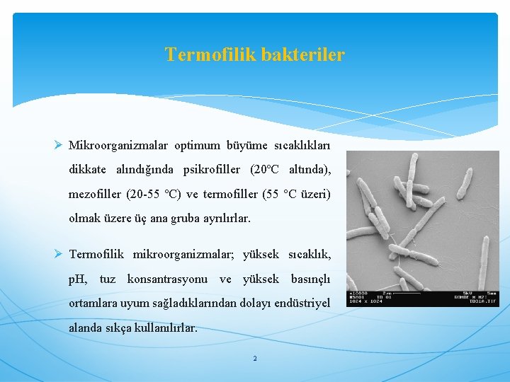 Termofilik bakteriler Ø Mikroorganizmalar optimum büyüme sıcaklıkları dikkate alındığında psikrofiller (20ºC altında), mezofiller (20