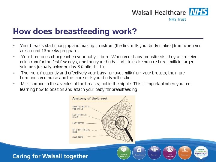 How does breastfeeding work? • • Your breasts start changing and making colostrum (the