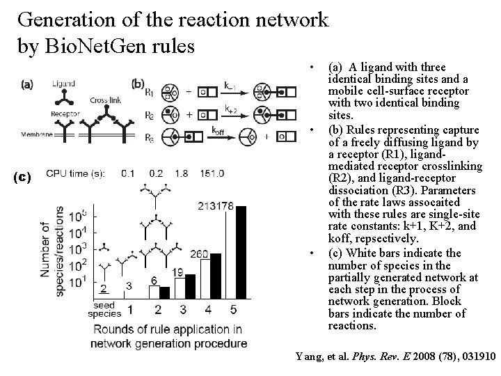 Generation of the reaction network by Bio. Net. Gen rules • • (c) •