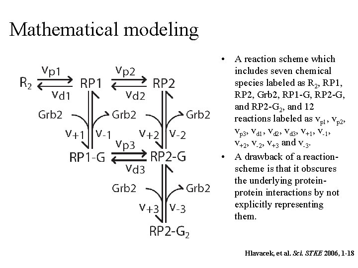 Mathematical modeling • A reaction scheme which includes seven chemical species labeled as R