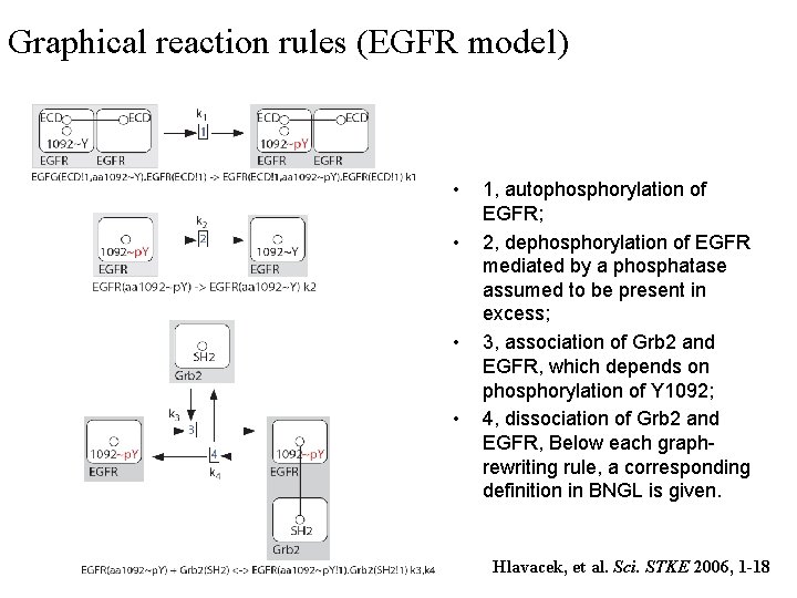 Graphical reaction rules (EGFR model) • • 1, autophosphorylation of EGFR; 2, dephosphorylation of
