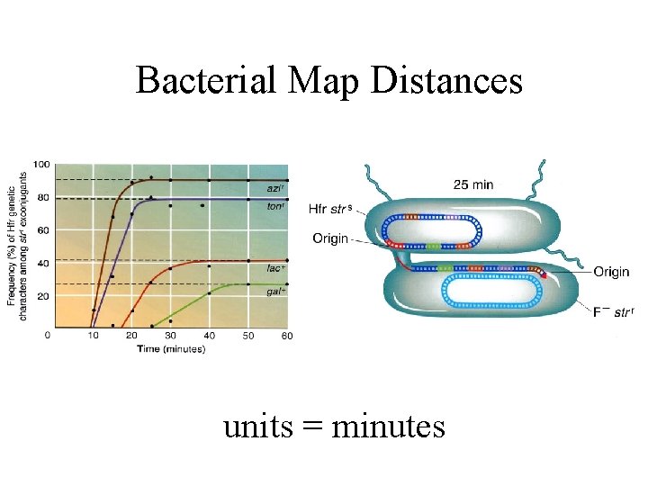 Bacterial Map Distances units = minutes 