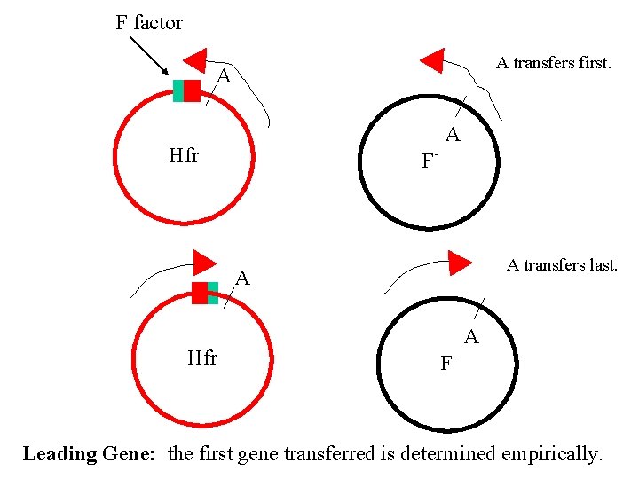 F factor A transfers first. A A Hfr F- A transfers last. A Hfr