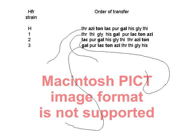 Hfr strain H 1 2 3 Order of transfer thr azi ton lac pur