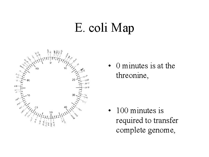 E. coli Map • 0 minutes is at the threonine, • 100 minutes is