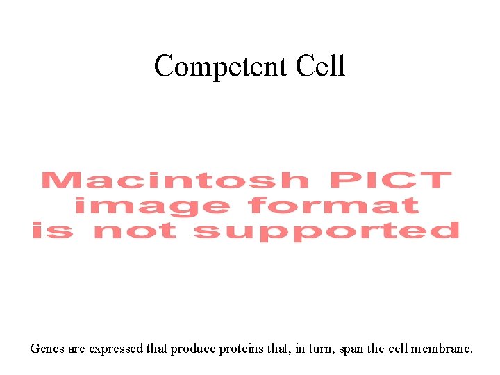 Competent Cell Genes are expressed that produce proteins that, in turn, span the cell