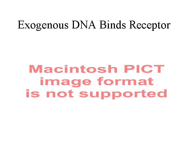Exogenous DNA Binds Receptor 