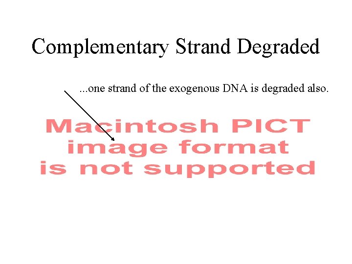 Complementary Strand Degraded. . . one strand of the exogenous DNA is degraded also.