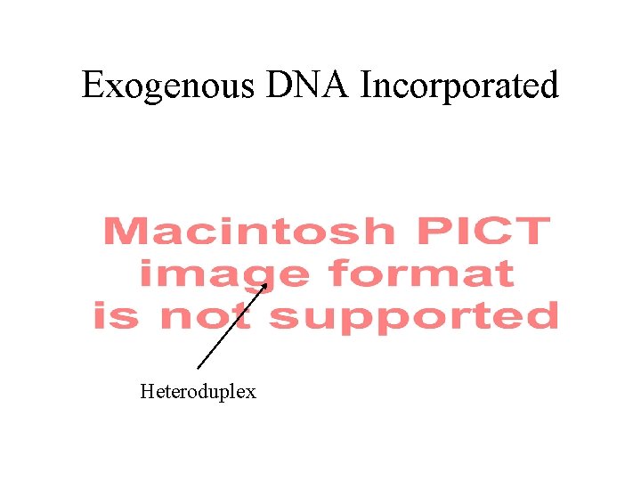 Exogenous DNA Incorporated Heteroduplex 