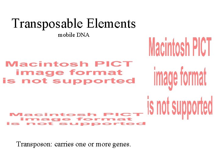 Transposable Elements mobile DNA Transposon: carries one or more genes. 