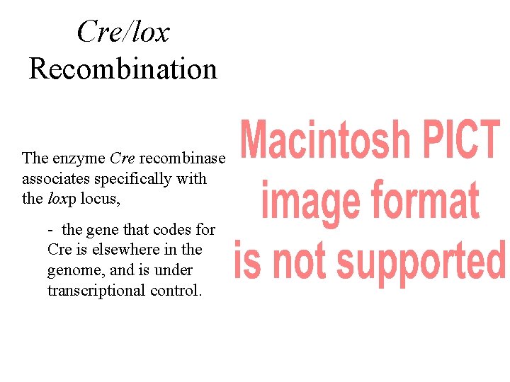 Cre/lox Recombination The enzyme Cre recombinase associates specifically with the loxp locus, - the