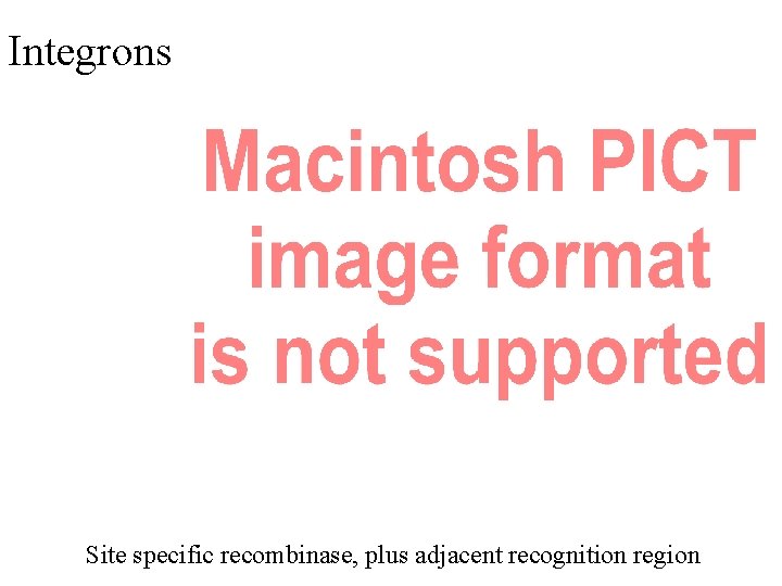 Integrons Site specific recombinase, plus adjacent recognition region 