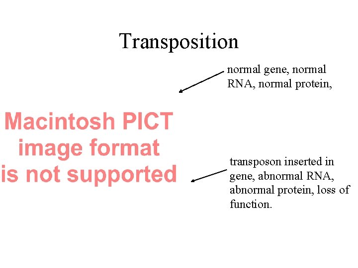Transposition normal gene, normal RNA, normal protein, transposon inserted in gene, abnormal RNA, abnormal