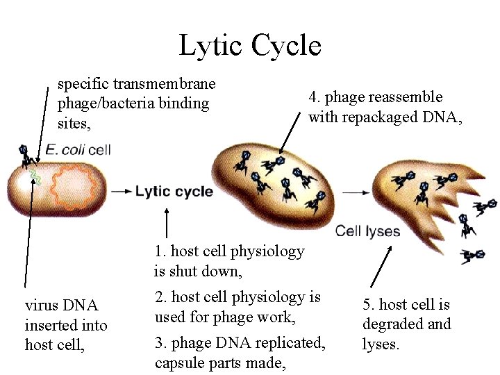 Lytic Cycle specific transmembrane phage/bacteria binding sites, 4. phage reassemble with repackaged DNA, 1.