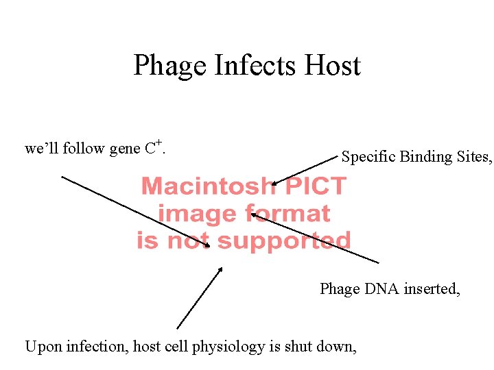 Phage Infects Host we’ll follow gene C+. Specific Binding Sites, Phage DNA inserted, Upon