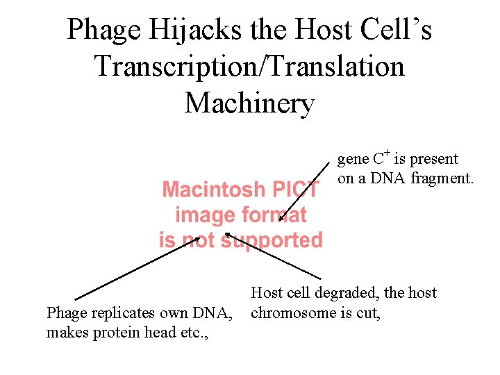 Phage Hijacks the Host Cell’s Transcription/Translation Machinery gene C+ is present on a DNA