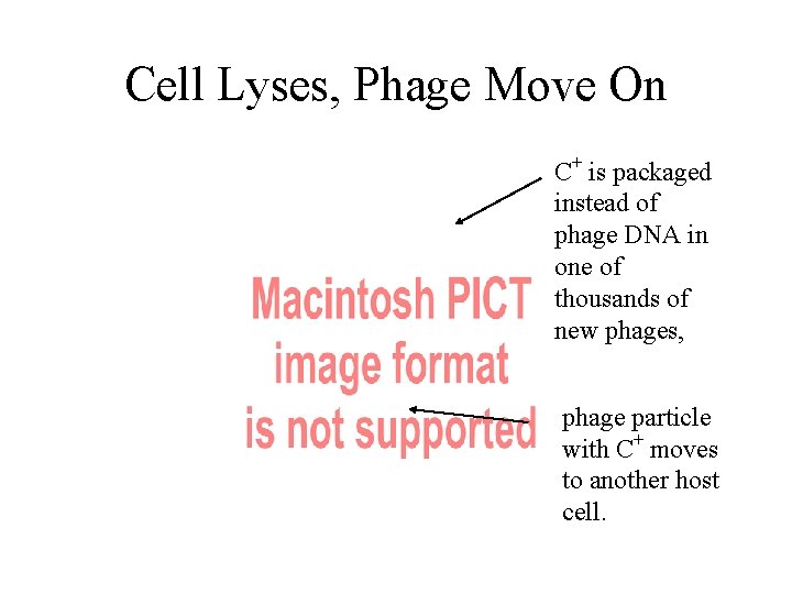 Cell Lyses, Phage Move On C+ is packaged instead of phage DNA in one