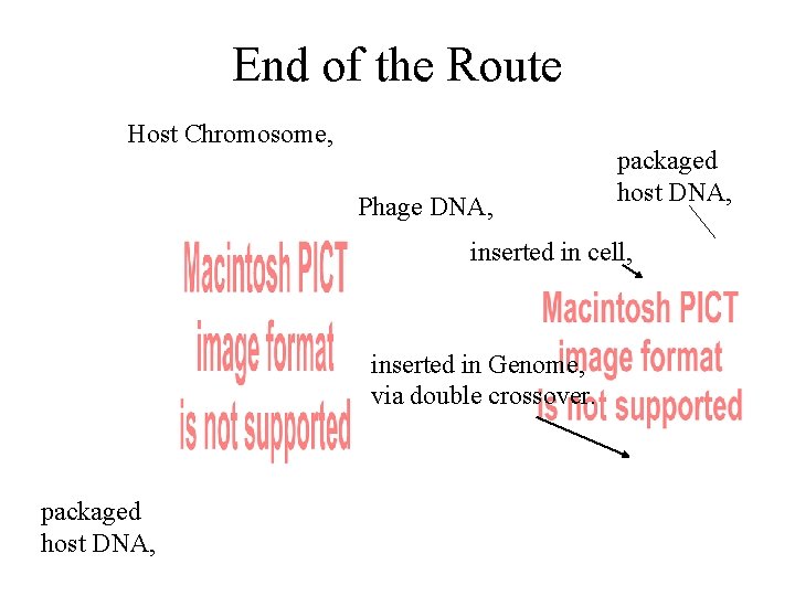 End of the Route Host Chromosome, Phage DNA, packaged host DNA, inserted in cell,