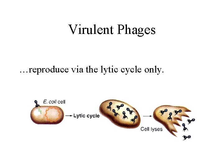 Virulent Phages …reproduce via the lytic cycle only. 
