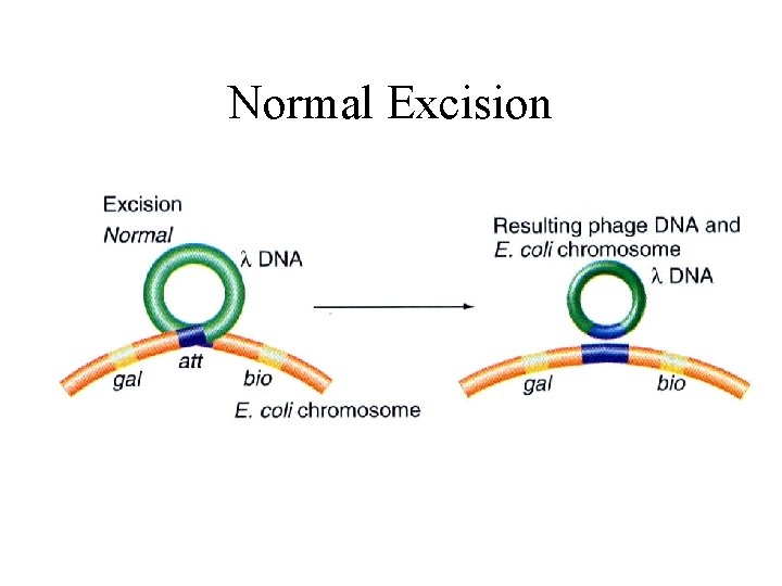 Normal Excision 