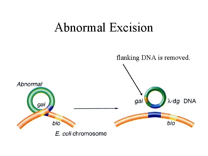 Abnormal Excision flanking DNA is removed. 