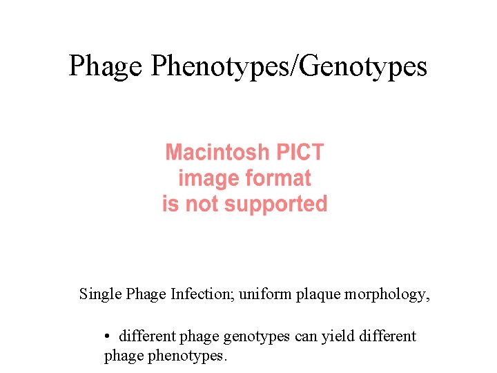 Phage Phenotypes/Genotypes Single Phage Infection; uniform plaque morphology, • different phage genotypes can yield