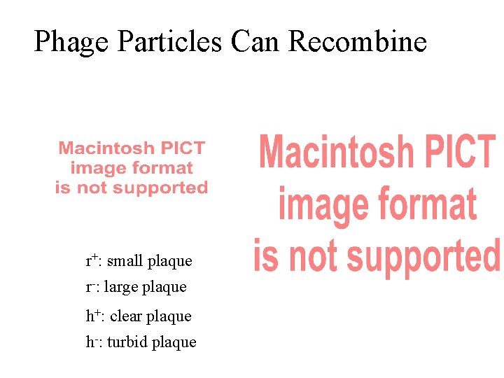 Phage Particles Can Recombine r+: small plaque r-: large plaque h+: clear plaque h-: