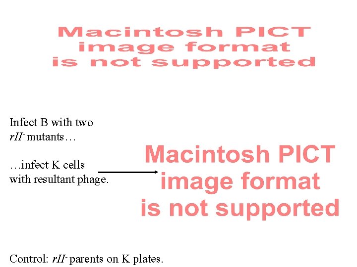 Infect B with two r. II- mutants… …infect K cells with resultant phage. Control: