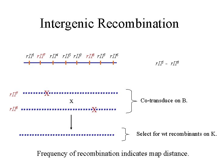 Intergenic Recombination r. II 1 r. II 7 r. II 4 r. II 5