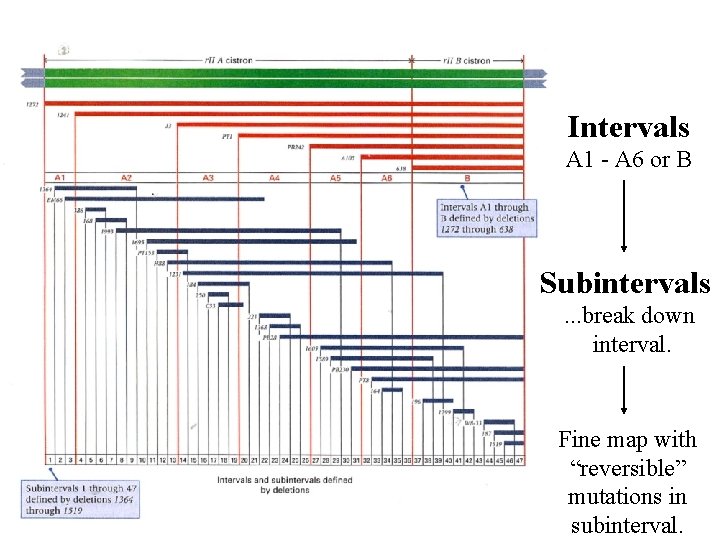 Intervals A 1 - A 6 or B Subintervals. . . break down interval.