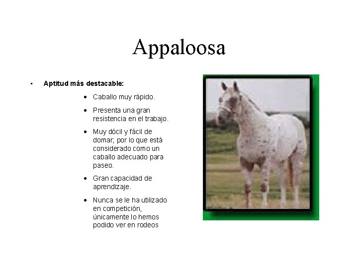 Appaloosa • Aptitud más destacable: · Caballo muy rápido. · Presenta una gran resistencia