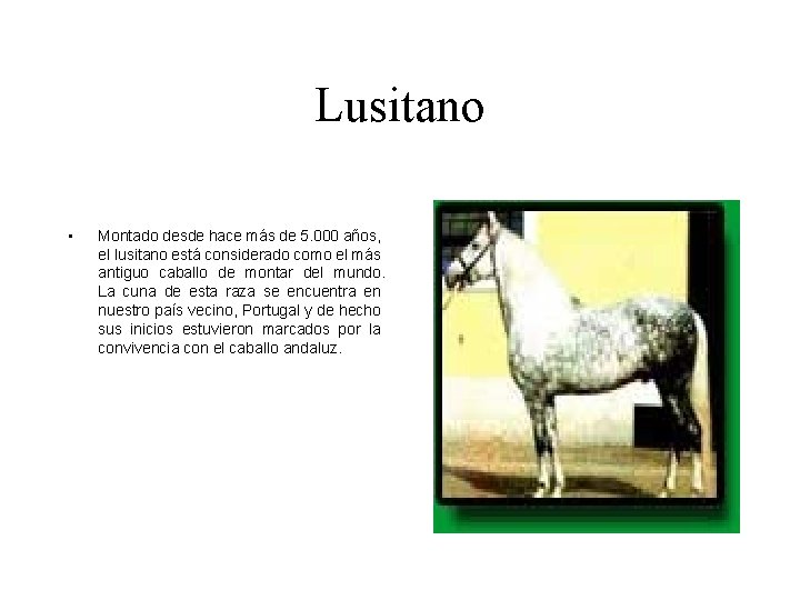 Lusitano • Origen: • Montado desde hace más de 5. 000 años, el lusitano