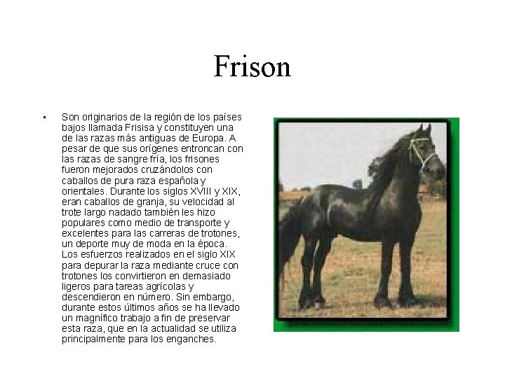 Frison • Son originarios de la región de los países bajos llamada Frisisa y