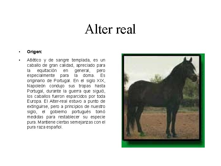 Alter real • Origen: • Atlético y de sangre templada, es un caballo de