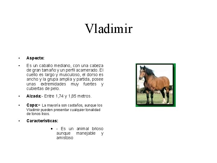 Vladimir • Aspecto: • Es un caballo mediano, con una cabeza de gran tamaño