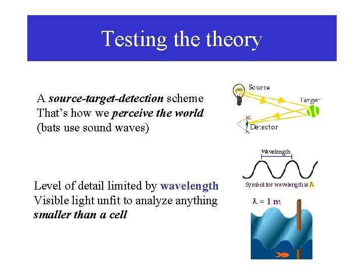 Testing theory A source-target-detection scheme That’s how we perceive the world (bats use sound