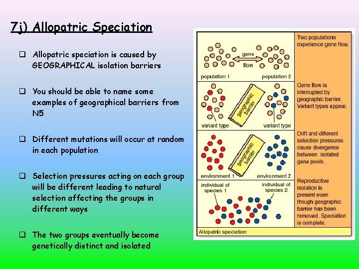 7 j) Allopatric Speciation Allopatric speciation is caused by GEOGRAPHICAL isolation barriers You should