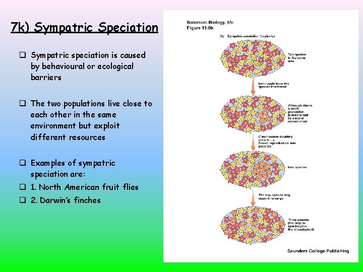 7 k) Sympatric Speciation Sympatric speciation is caused by behavioural or ecological barriers The
