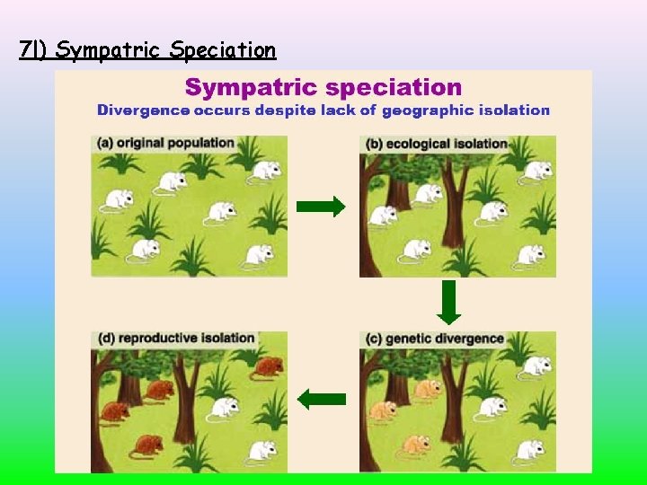 7 l) Sympatric Speciation 