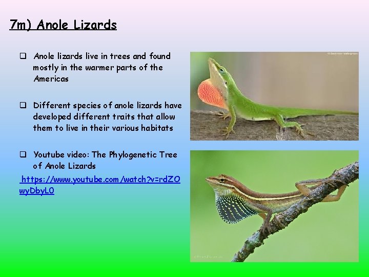 7 m) Anole Lizards Anole lizards live in trees and found mostly in the