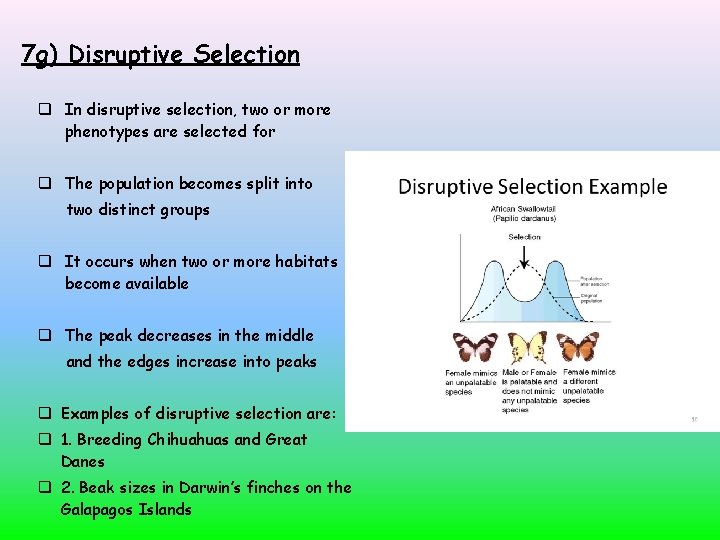 7 g) Disruptive Selection In disruptive selection, two or more phenotypes are selected for