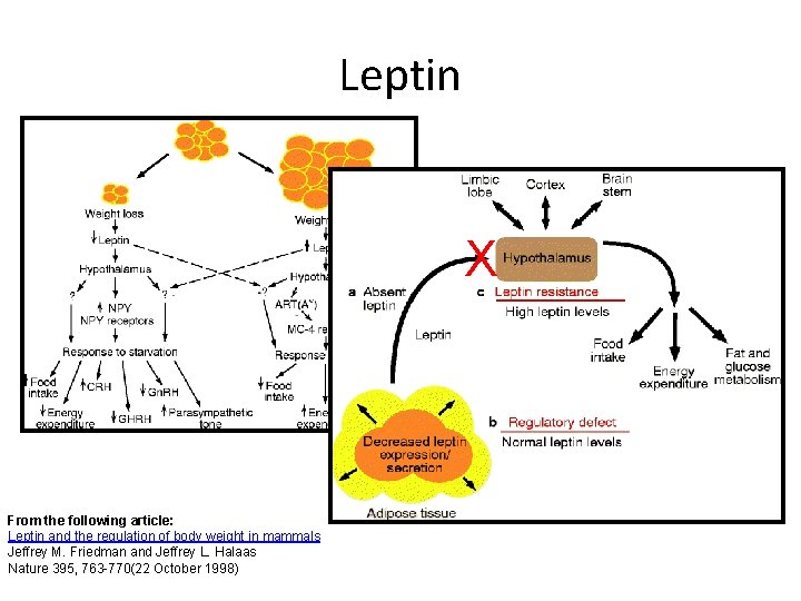 Leptin X From the following article: Leptin and the regulation of body weight in