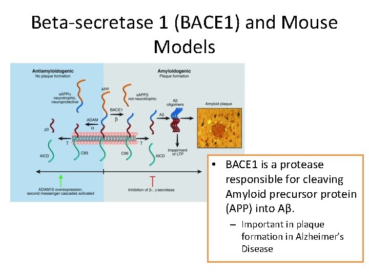 Beta-secretase 1 (BACE 1) and Mouse Models • BACE 1 is a protease responsible